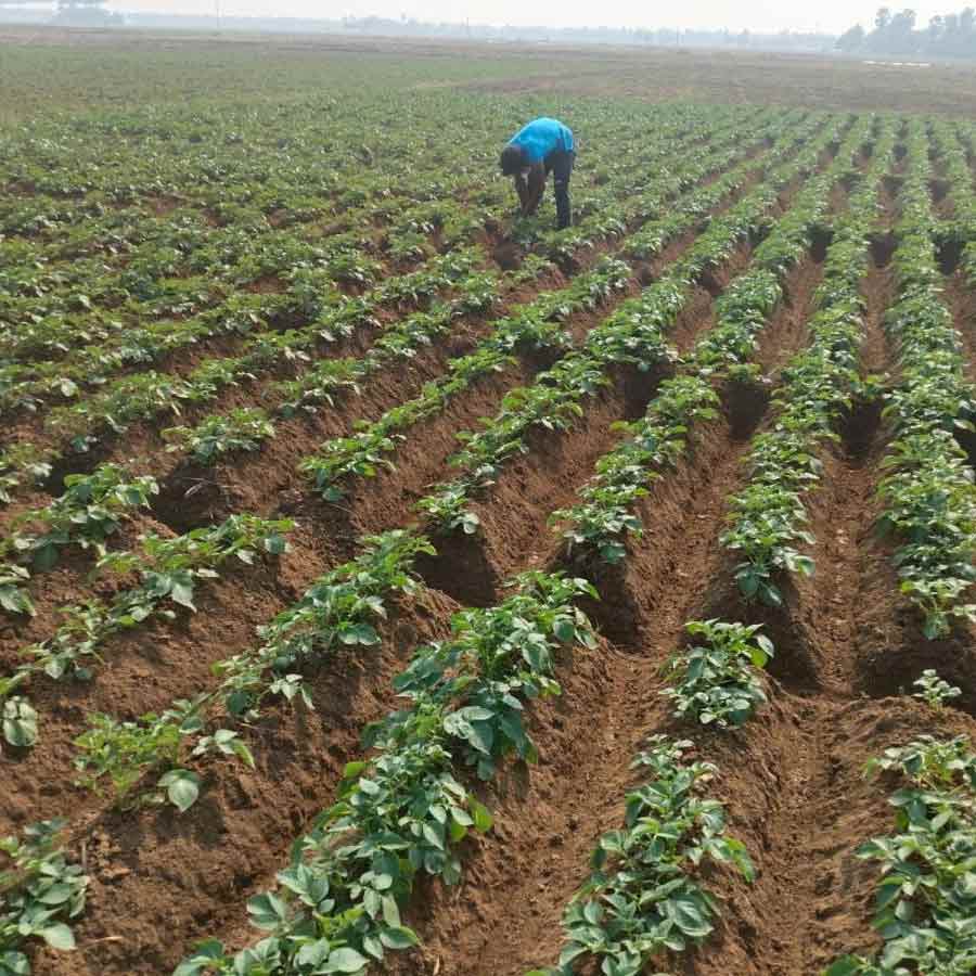 Farmers are worried about additional costing before even starting cultivation