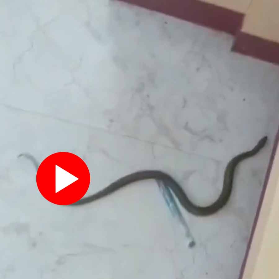 Video of snake entered in Punjab National Bank in Gwalior Madhya Pradesh, staffs panicked dgtl
