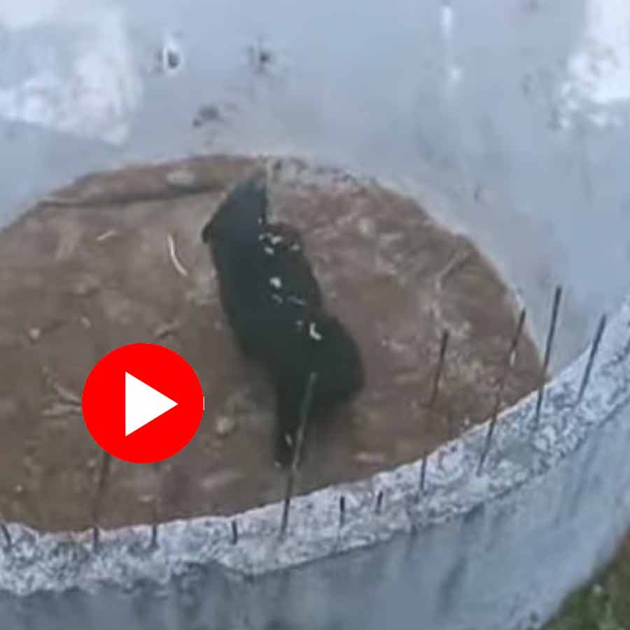 Video shows massive bear fall in empty water tank in Himachal Pradesh, forest official rescues