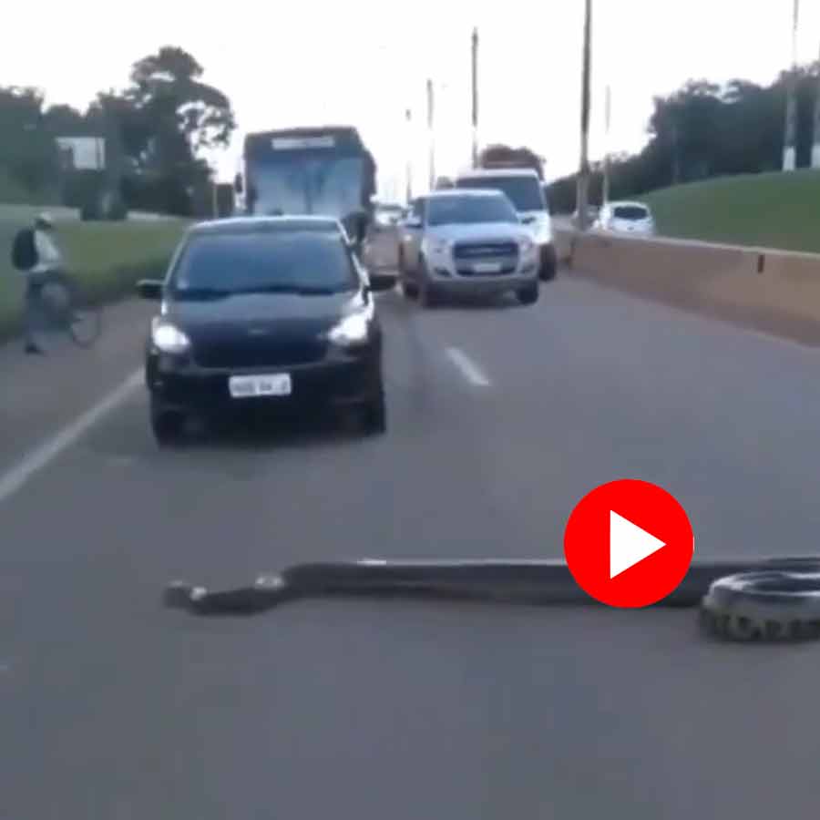 an anaconda crawling in busy road in Brazil