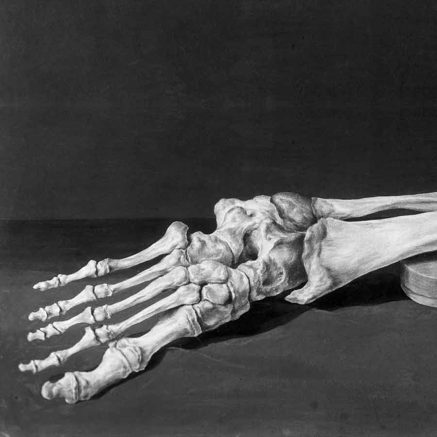 Scientists finally find strong evidence to link Burtele foot with a primate species dgtl