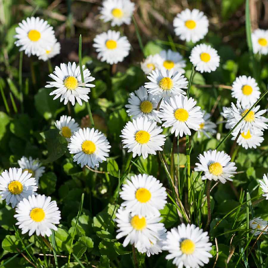 গাছ ভরে ফুল হবে। তবে  কী ভাবে যত্ন নেবেন ডেইজ়ি গাছের?