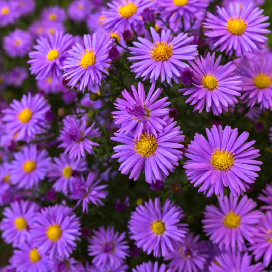 How to Grow Daisy in your garden dgtl