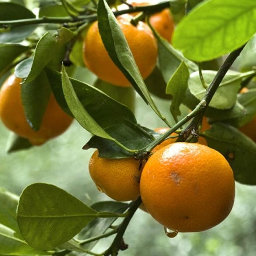 ঘুরে আসুন কমলালেবুর গ্রামে।