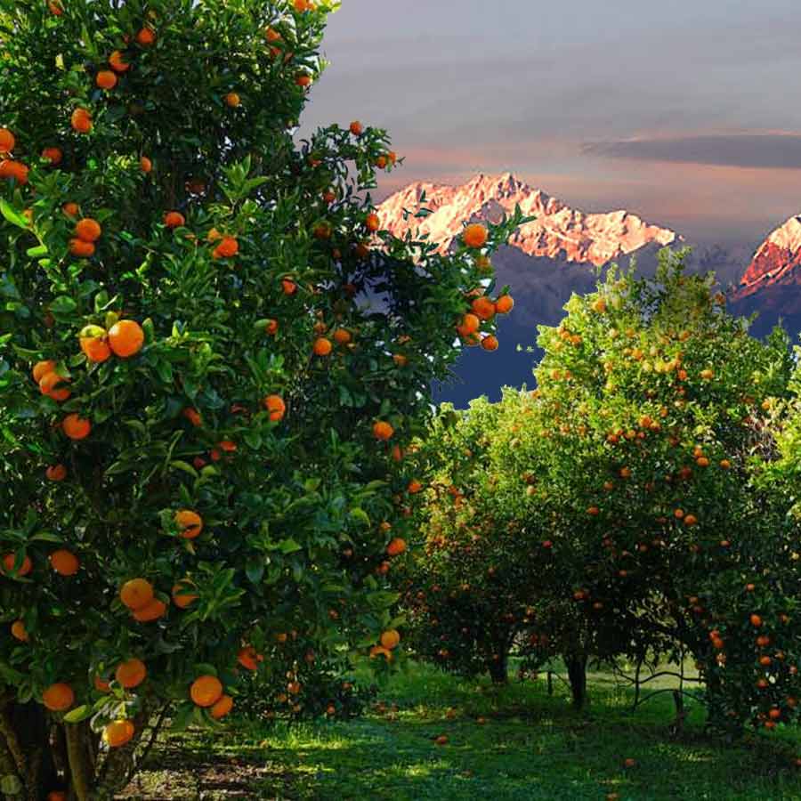 Explore a beautiful orange village in Darjeeling, Thapagaon dgtl