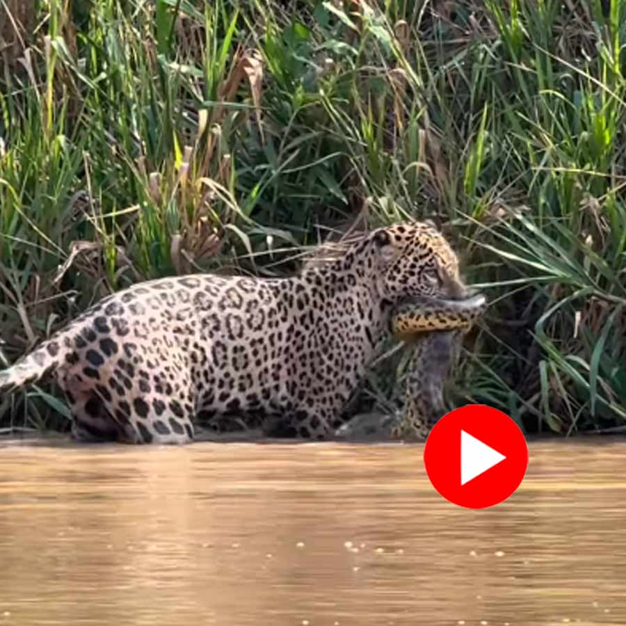 jaguar hunts anaconda