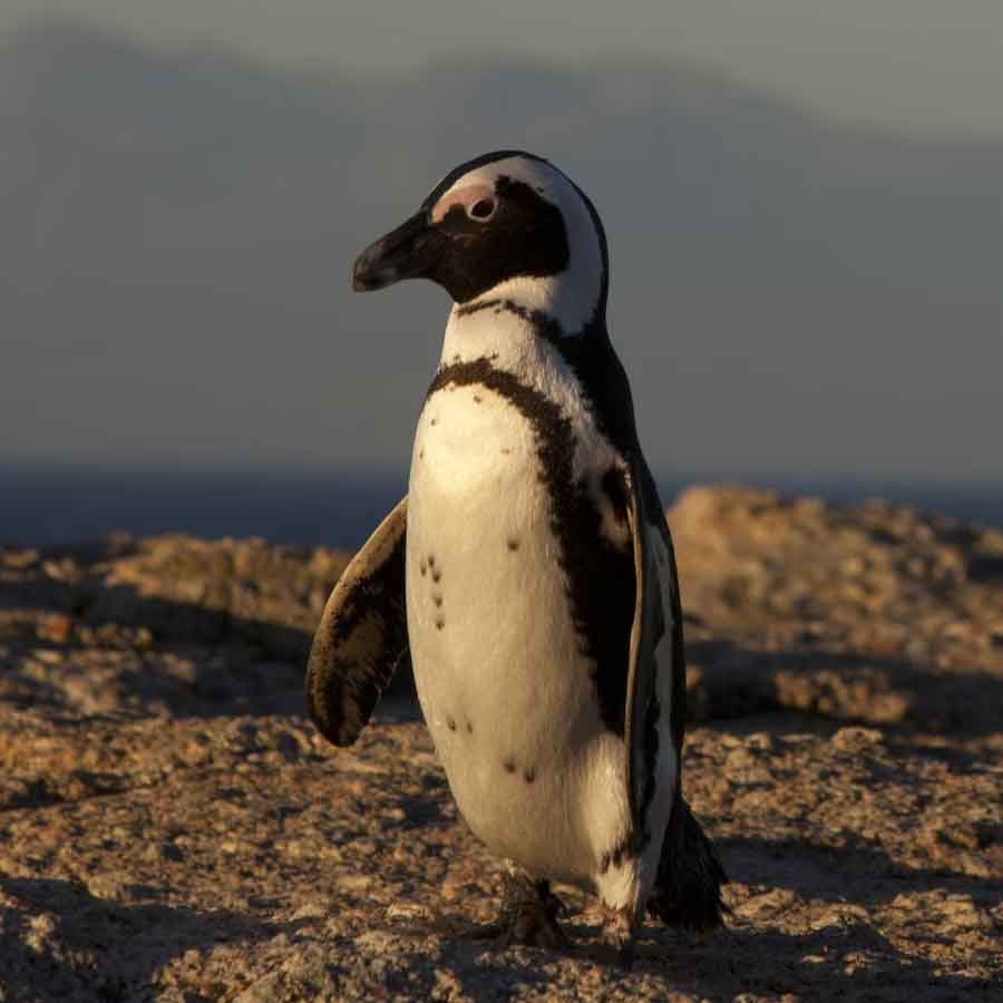 60,000 African penguins starved to death after sardine numbers collapsed