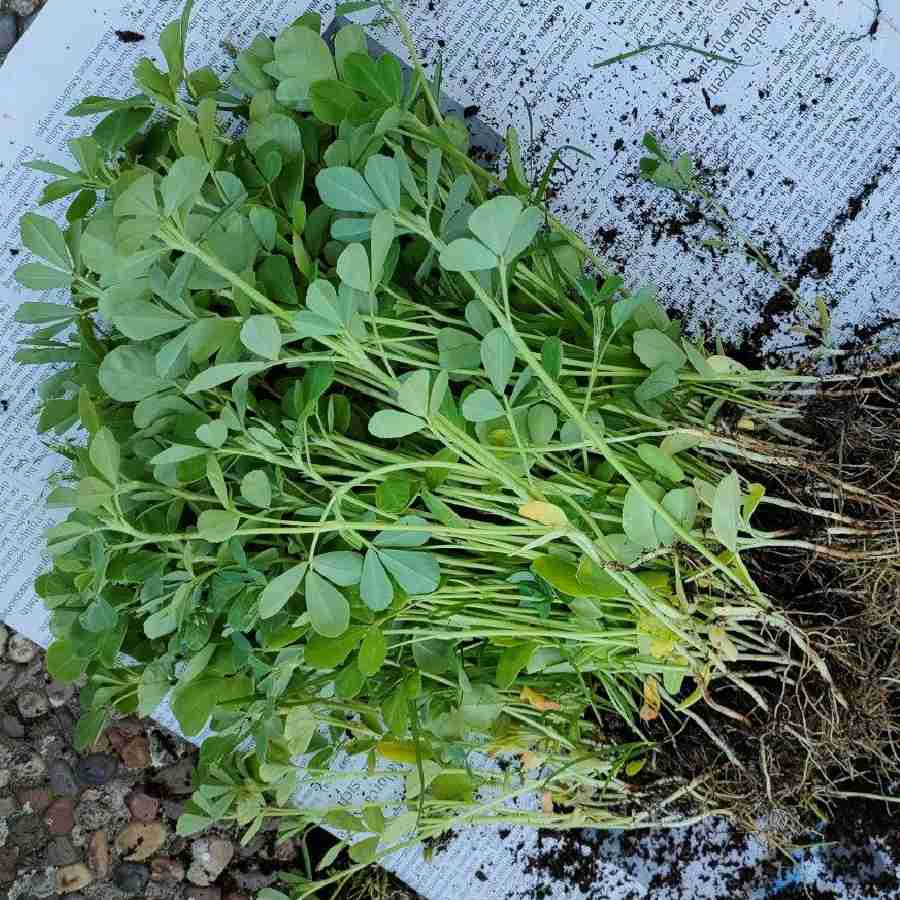 মেথি দানা   ফেলে না দিয়ে কী ভাবে গাছ করবেন?