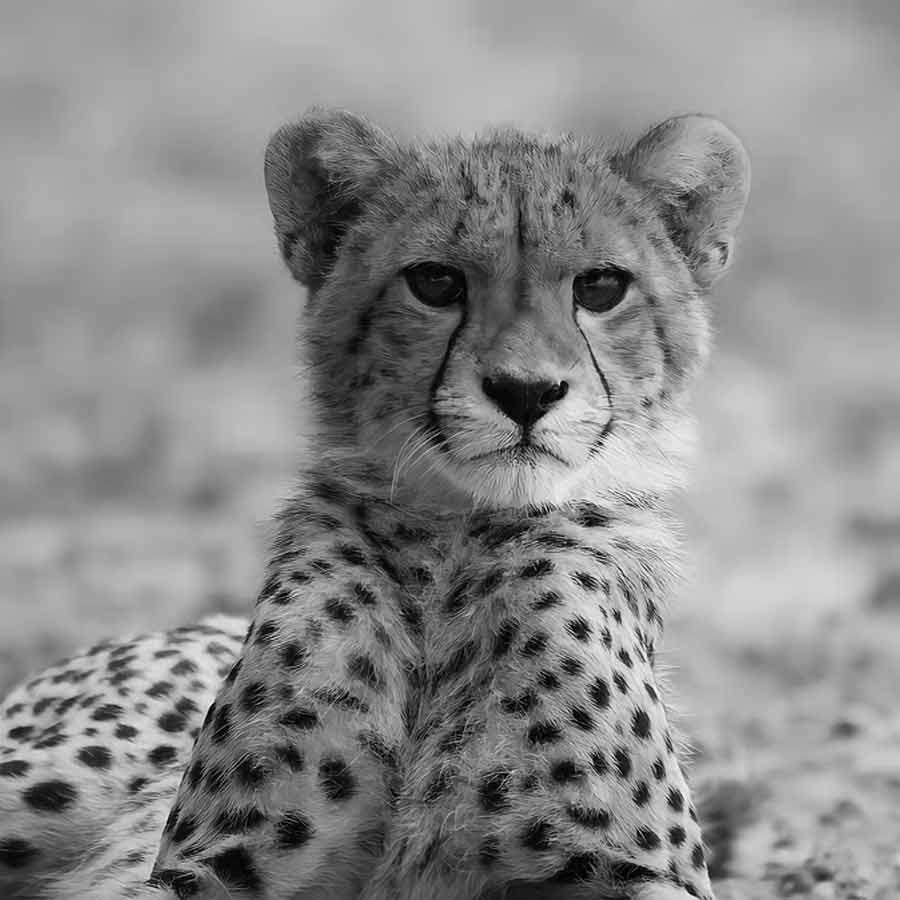 Body of a cheetah cub found dead in Kuno National Park again dgtl