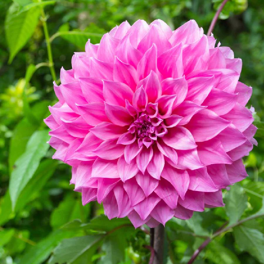 ডালিয়া ফুল বড় হবে, কোন সার প্রয়োগে।