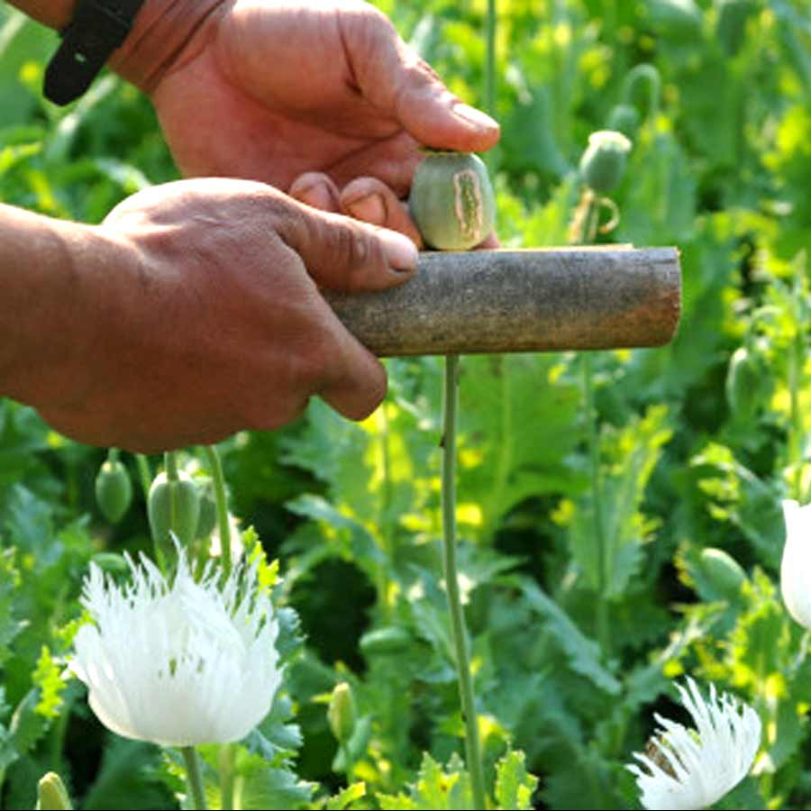 Opium farming increased in Myanmar, says the UN Office