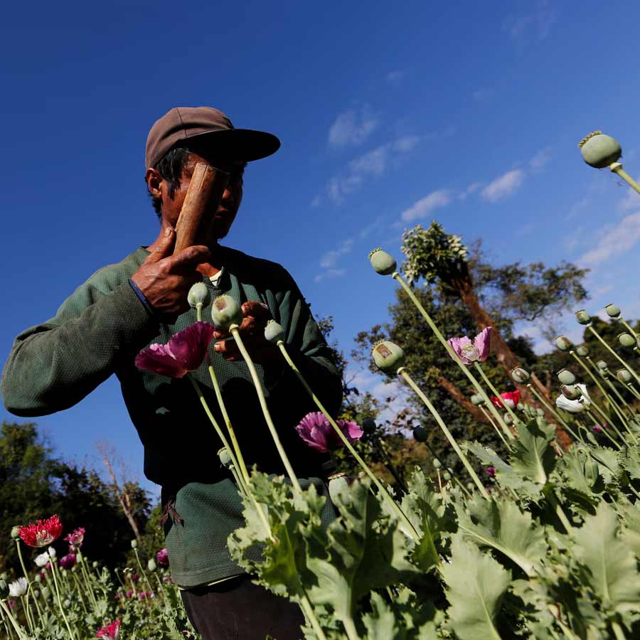 Opium farming increased in Myanmar, says the UN Office