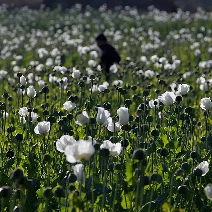 Opium farming increased in Myanmar, says the UN Office