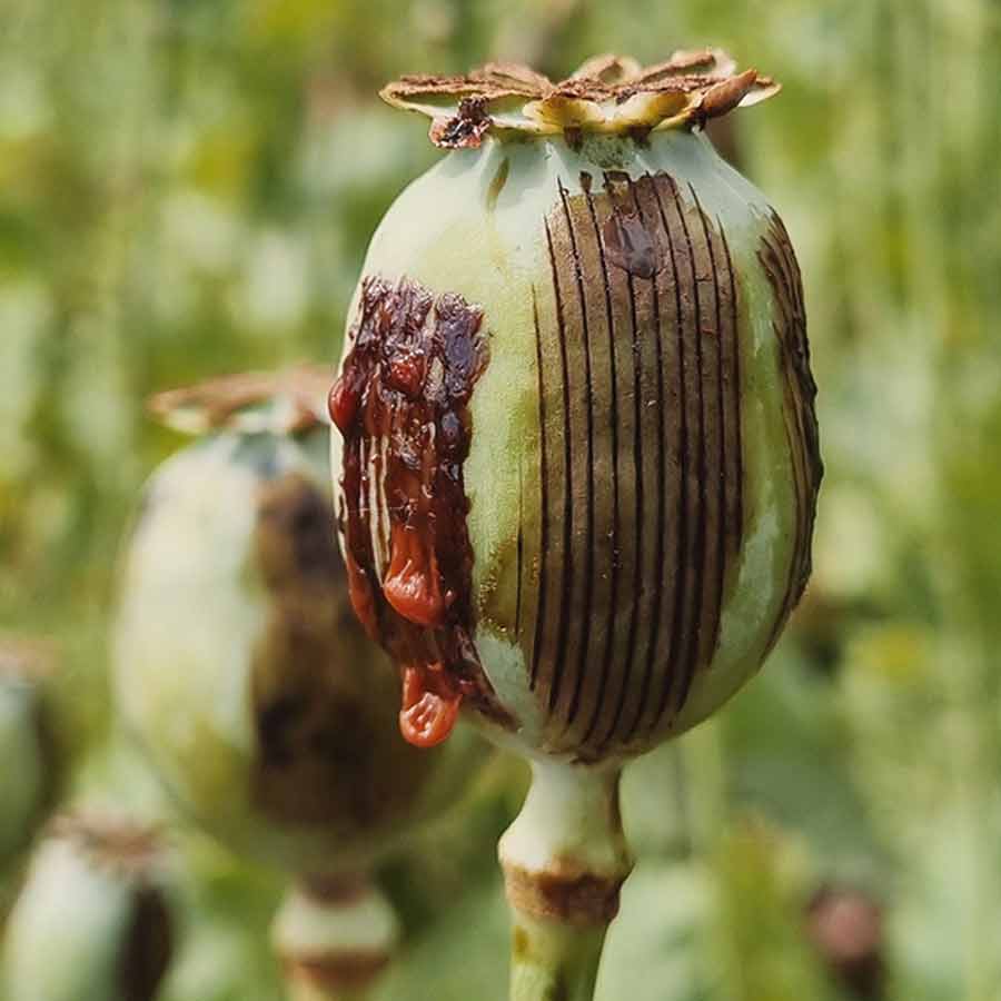 Opium farming increased in Myanmar, says the UN Office