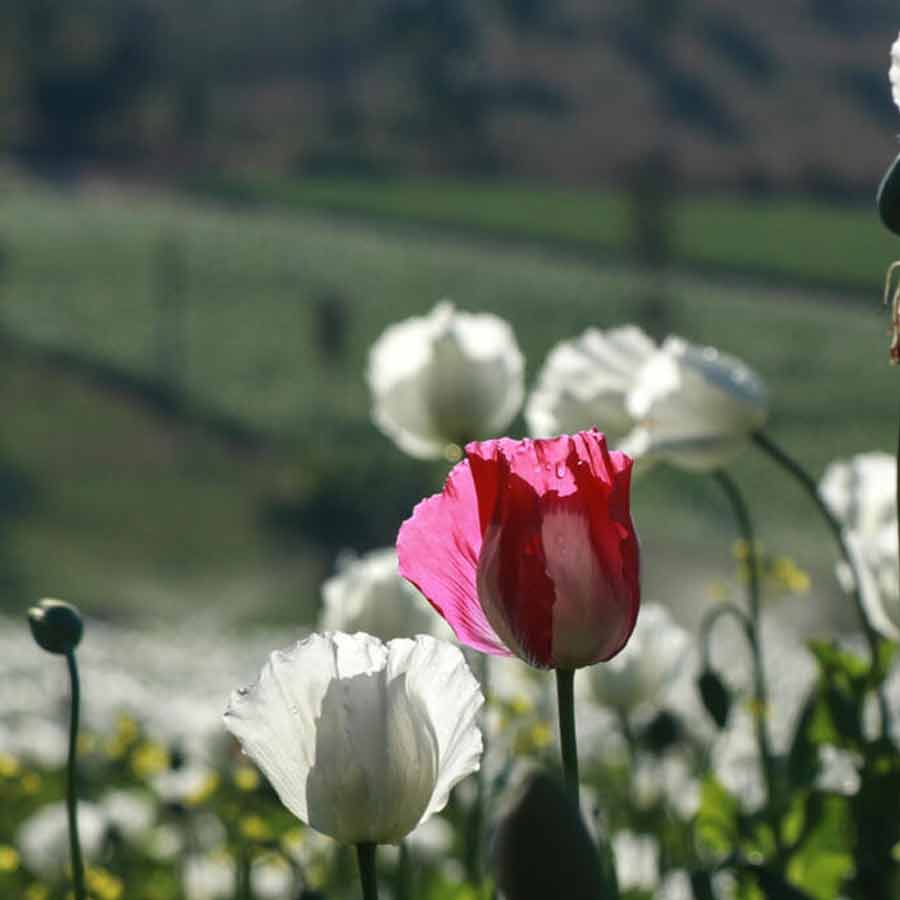 Opium farming increased in Myanmar, says the UN Office