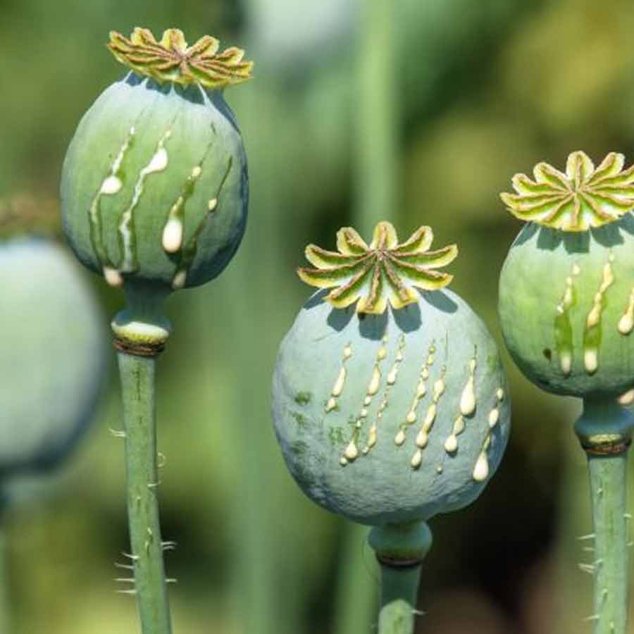 Opium farming increased in Myanmar, says the UN Office