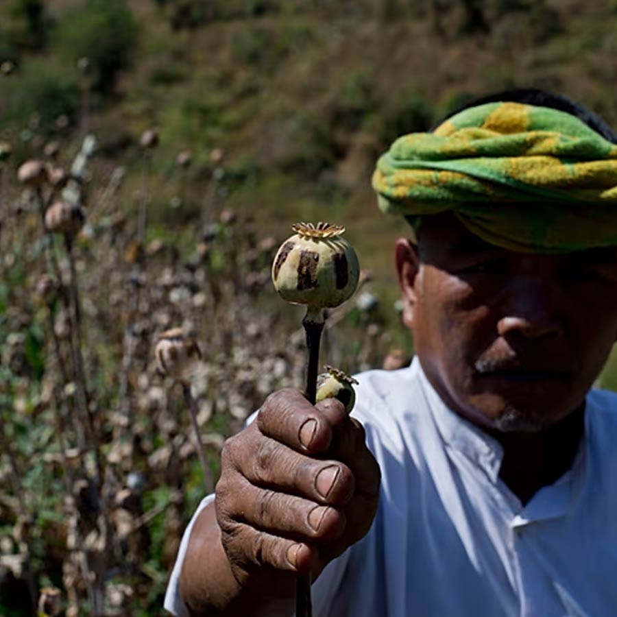 Opium farming increased in Myanmar, says the UN Office