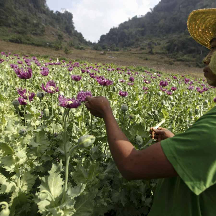 Opium farming increased in Myanmar, says the UN Office