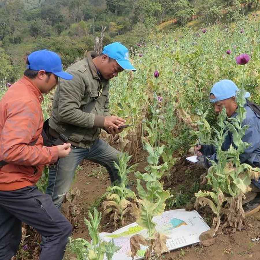 Opium farming increased in Myanmar, says the UN Office
