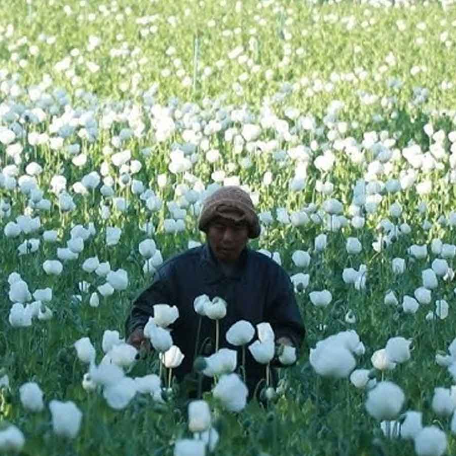 Opium farming increased in Myanmar, says the UN Office