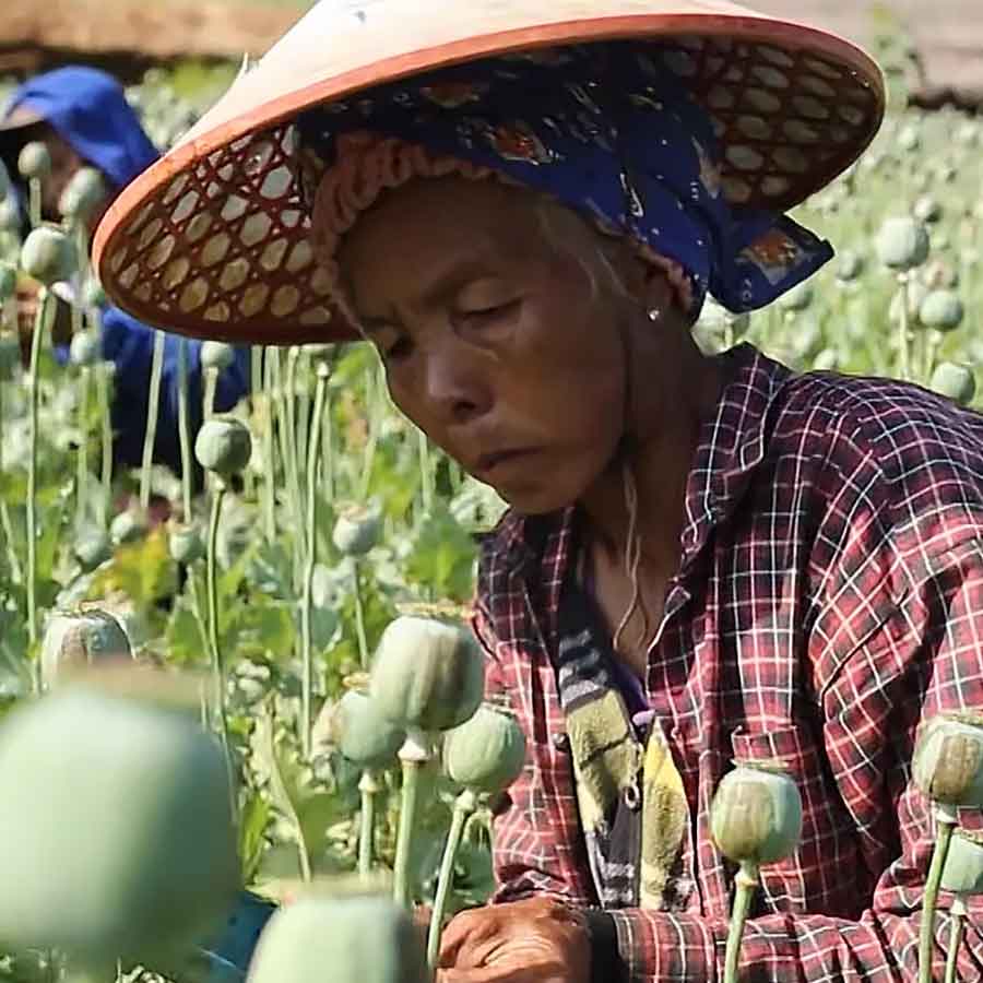 Opium farming increased in Myanmar, says the UN Office