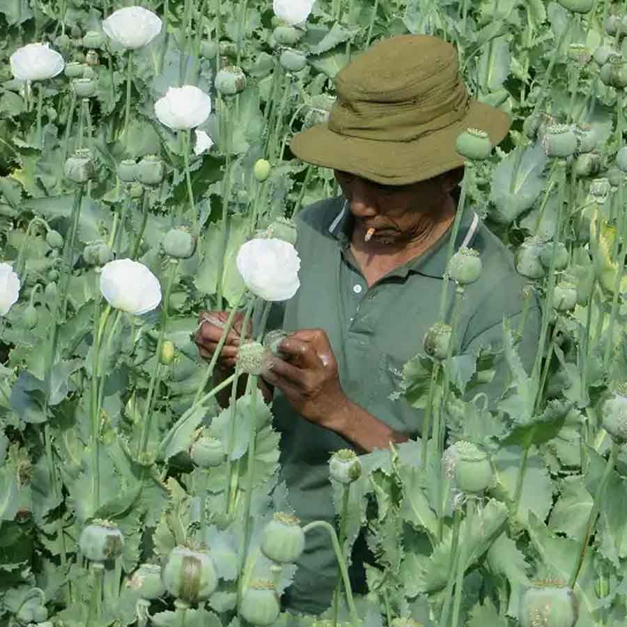Opium farming increased in Myanmar, says the UN Office