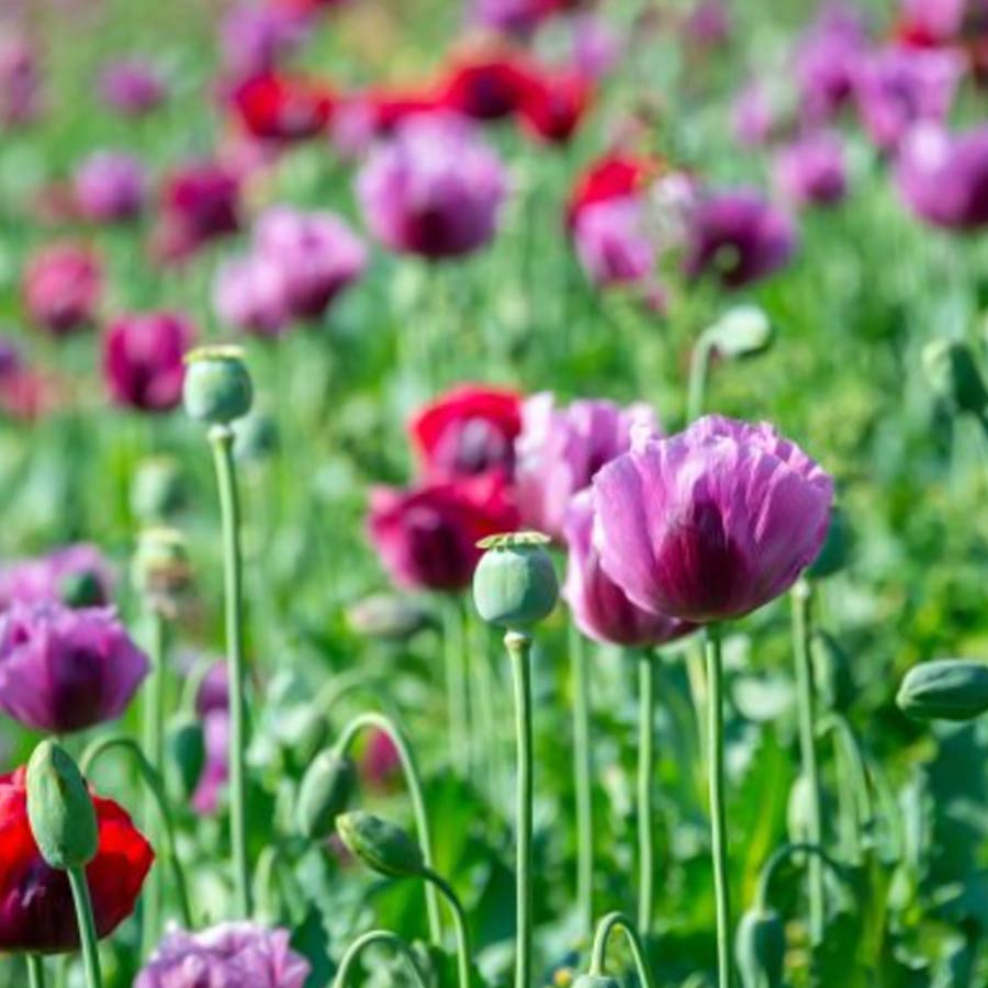 Opium farming increased in Myanmar, says the UN Office