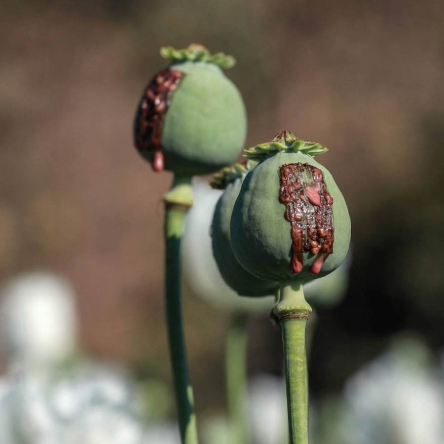 Opium farming increased in Myanmar, says the UN Office