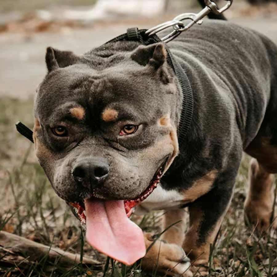 Police investigating after grandfather, grandkid, found dead after pitbulls attacked in America