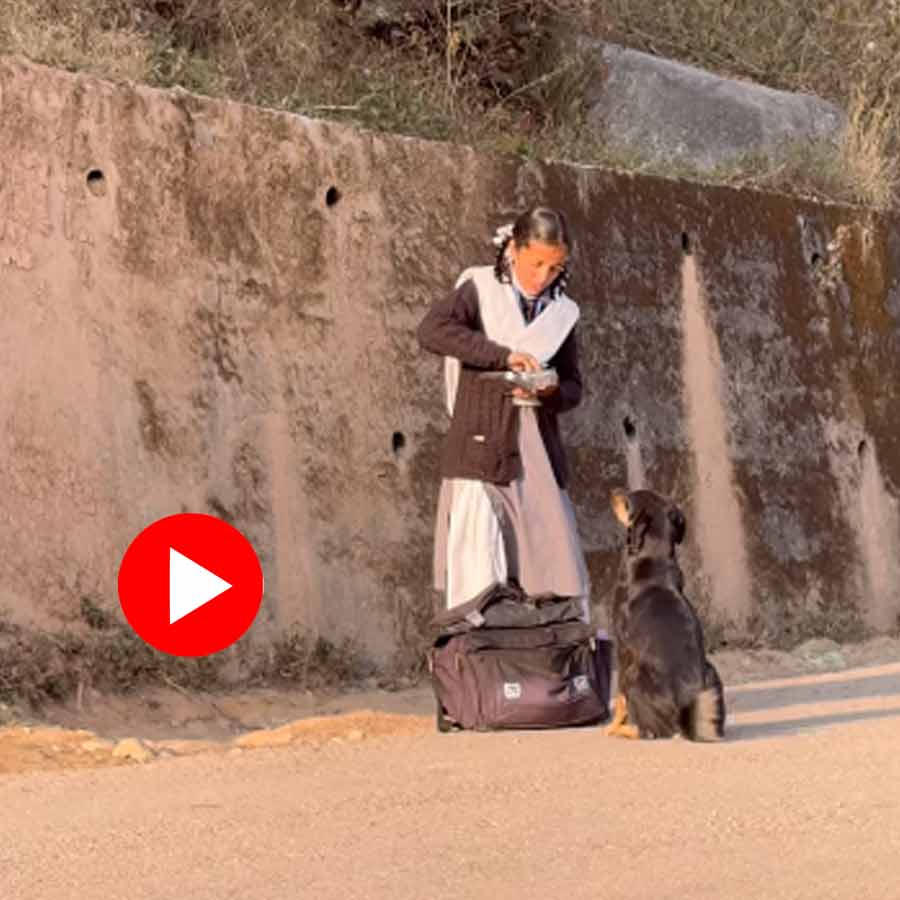 Video of Himachal Pradesh girl sharing her school lunch with street dogs goes viral dgtl