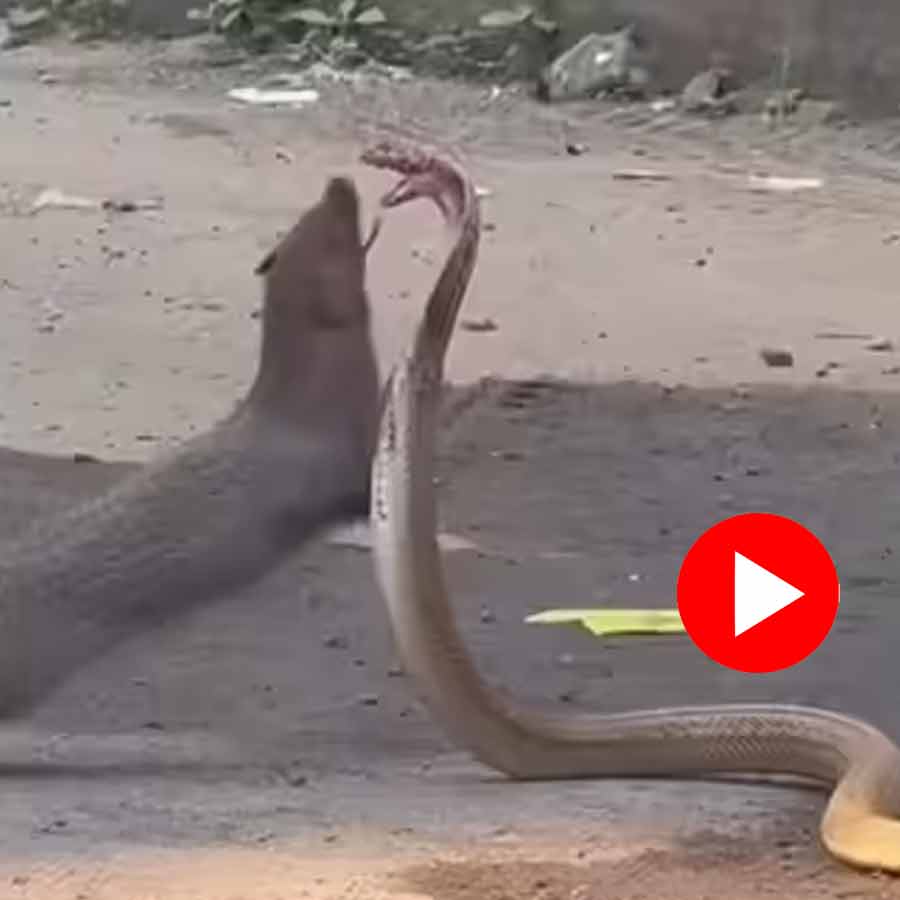 Video shows face off between mongoose and cobra, what happens next will shock everyone