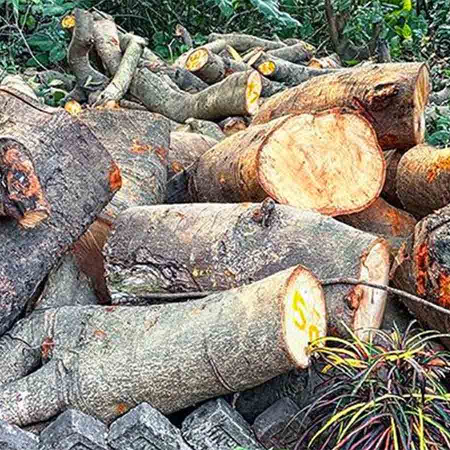 জাজেস কোর্ট রোডে কলকাতা বিশ্ববিদ্যালয় ক্যাম্পাসে পড়ে রয়েছে কাটা গাছ।
