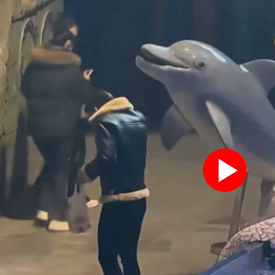 Video Of Man Gets Hit By Beluga Whale At China Aquarium Goes Viral dgtl