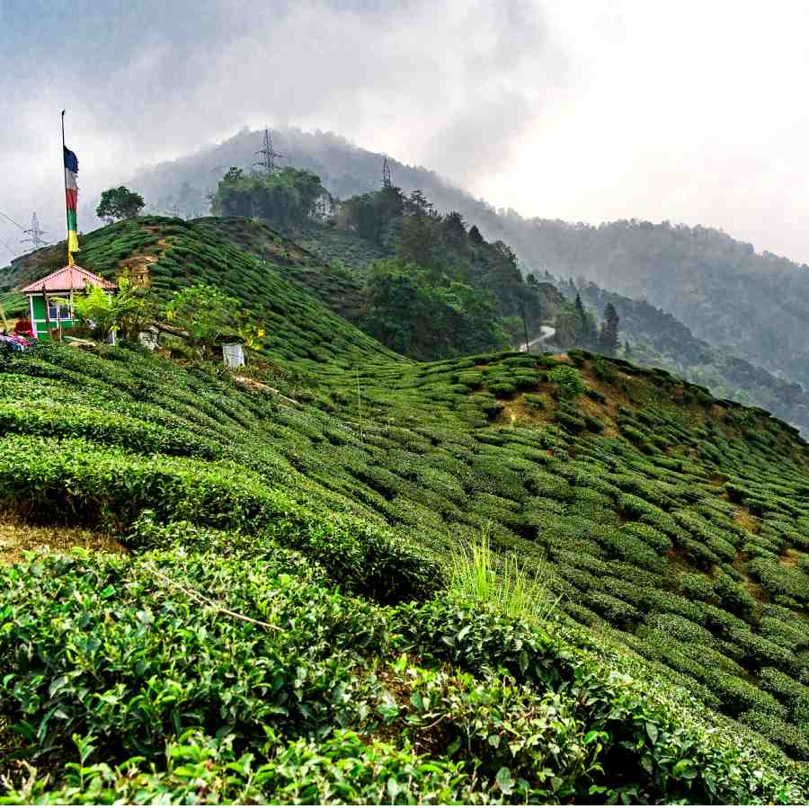 দার্জিলিংয়ের এক অচেনা গন্তব্য। শীতে চলুন সেখানেই।