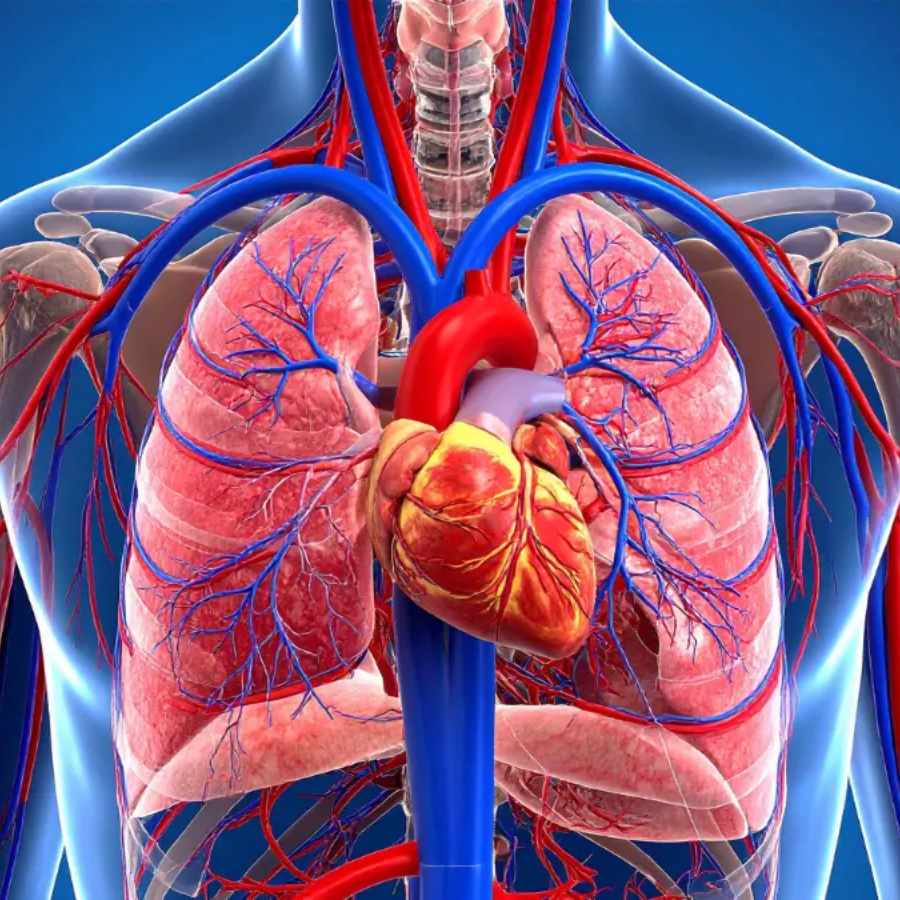 Which organ needs which compounds or nutrients and activity to stay healthy dgtl