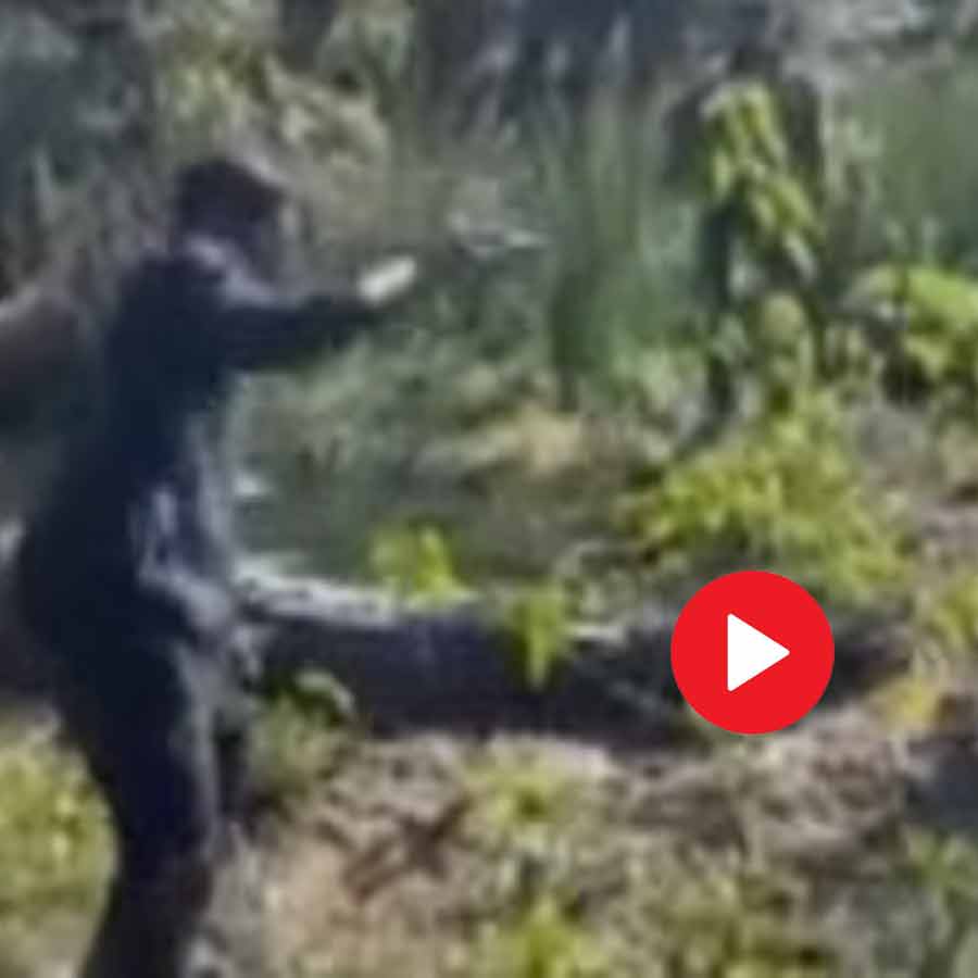 Video shows group of young man pulling Crocodile’s tail in Rajasthan’s Alwar