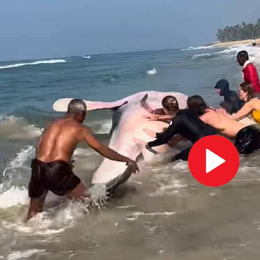 whale shark rescue in kerala