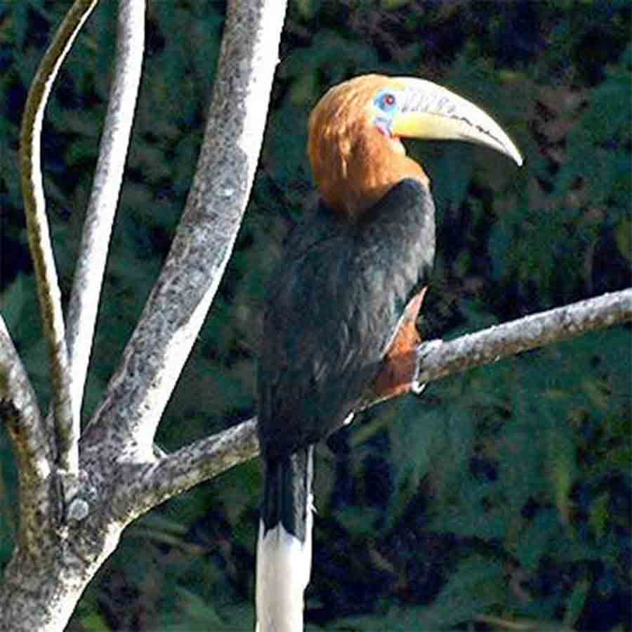  পাখির ছবি: লেখক।