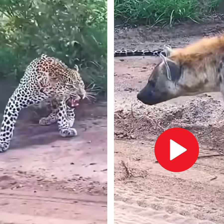 Video shows hyena and leopard come face to face in the jungle