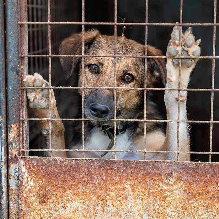 KMC\\\\\\\'s decision on stray dog, Seven-day observation then sterilization will be conducted