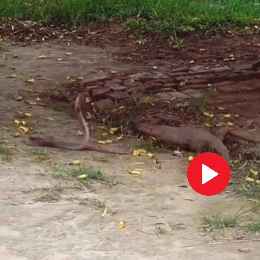 Video shows fight between mongoose and cobra goes viral