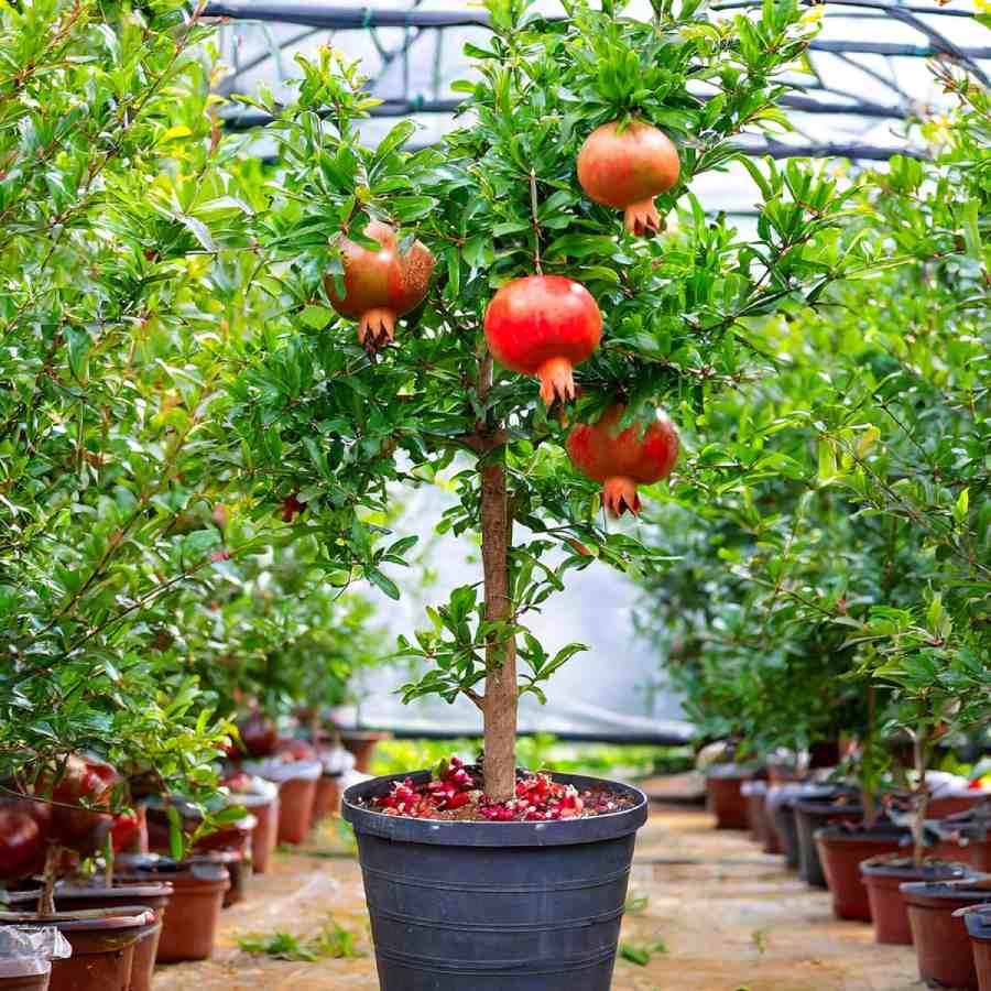 How to grow a Pomegranate tree at home from a Store-Bought Fruit dgtl