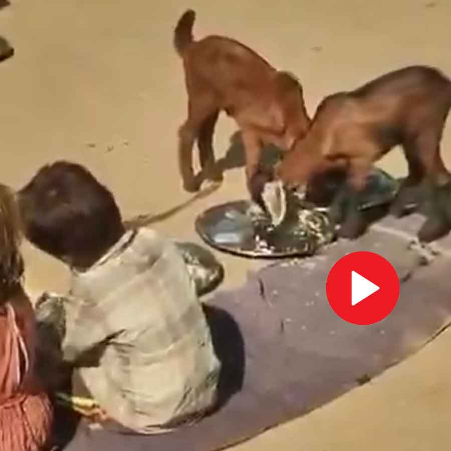 Video of goat eating mid-day meal alongside children in Anganwadi centre of Madhya Pradesh dgtl