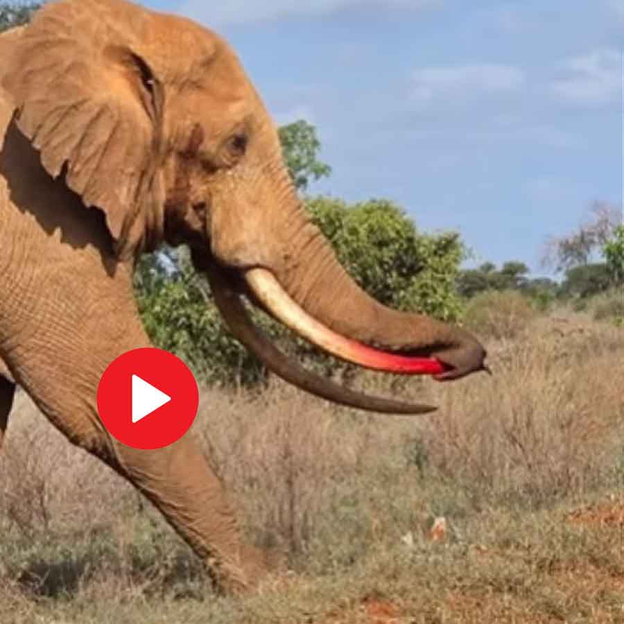 Elephant injures Trunk with own tusk in Kenya, Rescued later