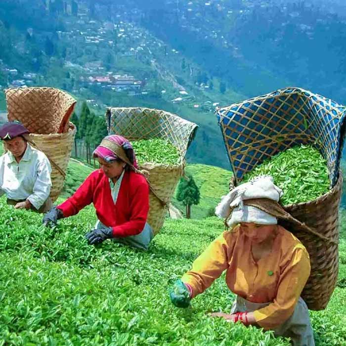 First in North Bengal, Certificate Course in Tea Garden Management Launched at Alipurduar Women\\\\\\\'s College