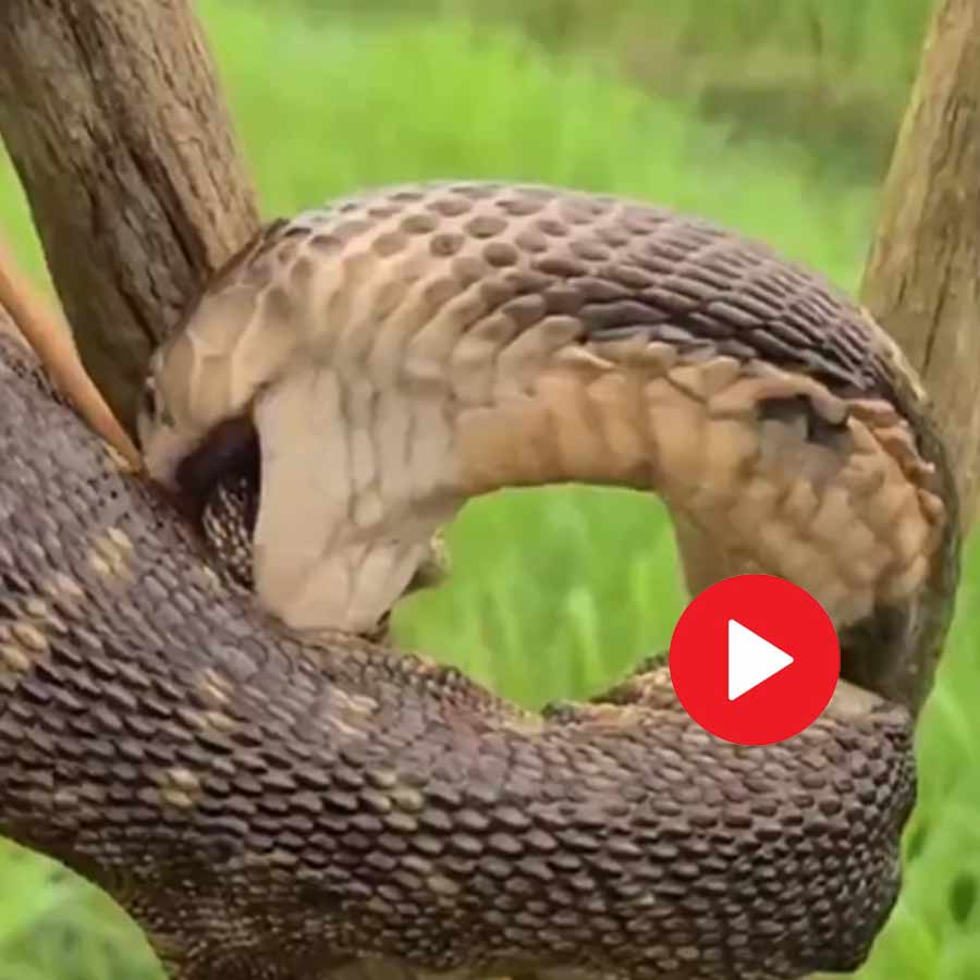 Video of dangerous fight between snake and lizard hanging from tree dgtl