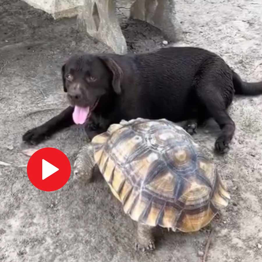 Video of fight between dog and tortoise goes viral dgtl