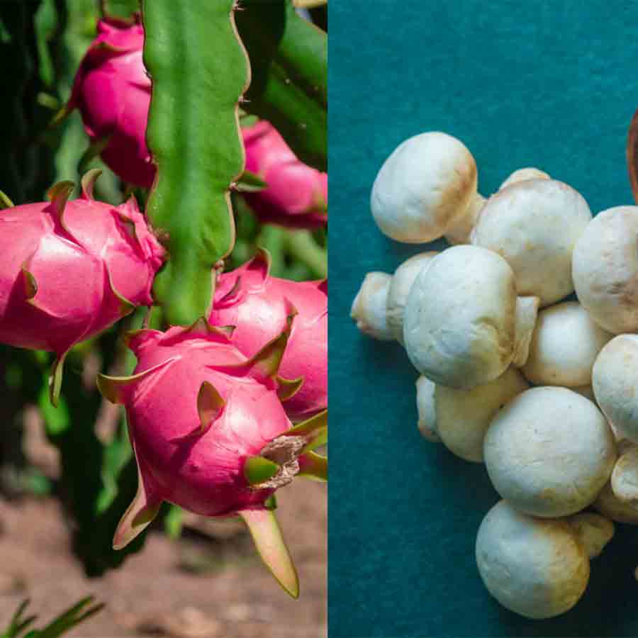 West Bengal utterly failing in capturing market of dragon fruits and mushroom