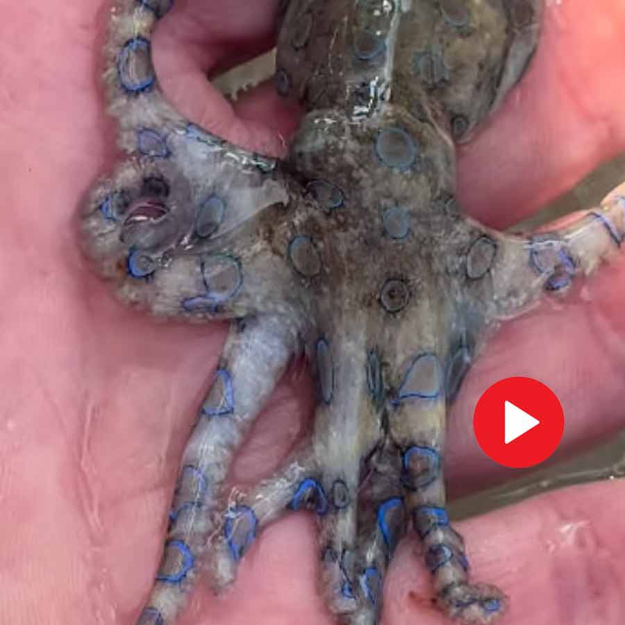 tourist narrowly escape death after unknowingly handling a blue-ringed octopus