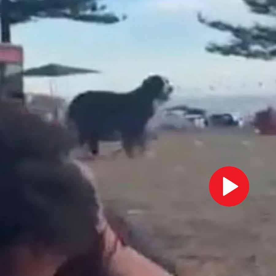 Video shows pet dog refused to leave owner’s body in Bondi beach incident in Australia